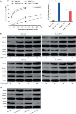 HMGB1 Promotes Resistance to Doxorubicin in Human Hepatocellular Carcinoma Cells by Inducing Autophagy via the AMPK/mTOR Signaling Pathway